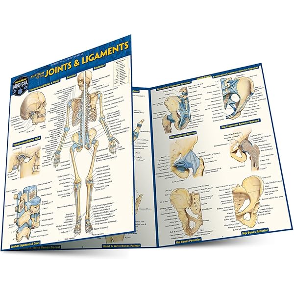 Physiology: QuickStudy Laminated Reference Guide (QuickStudy